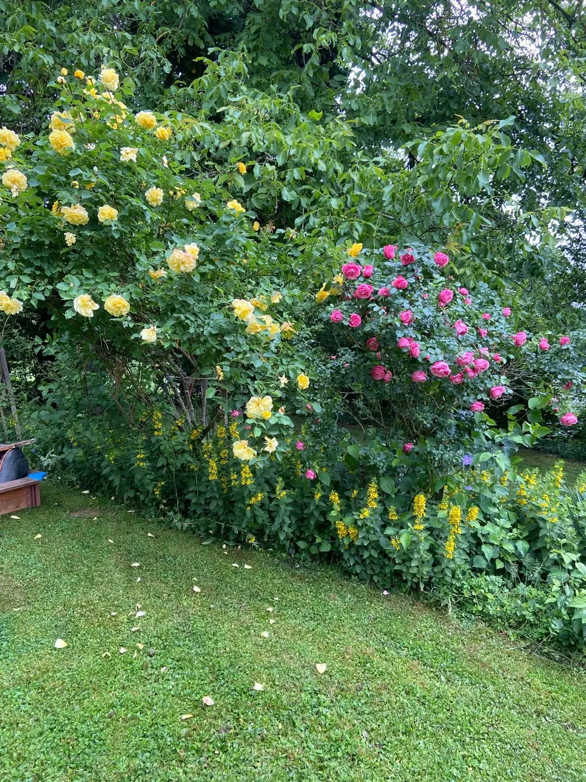 Moderne Außenanlagen mit Pflasterung in Haiger - Adams Garten