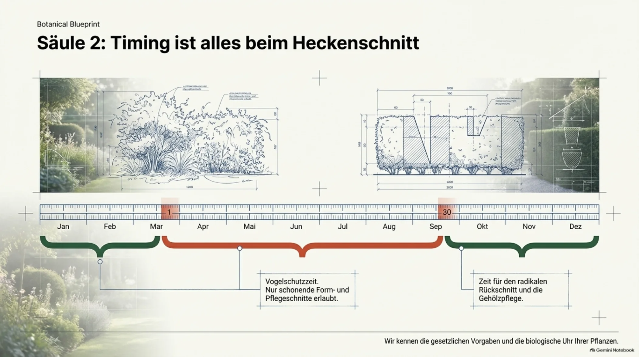 Infografik: Der richtige Zeitpunkt für den Heckenschnitt im Jahresverlauf